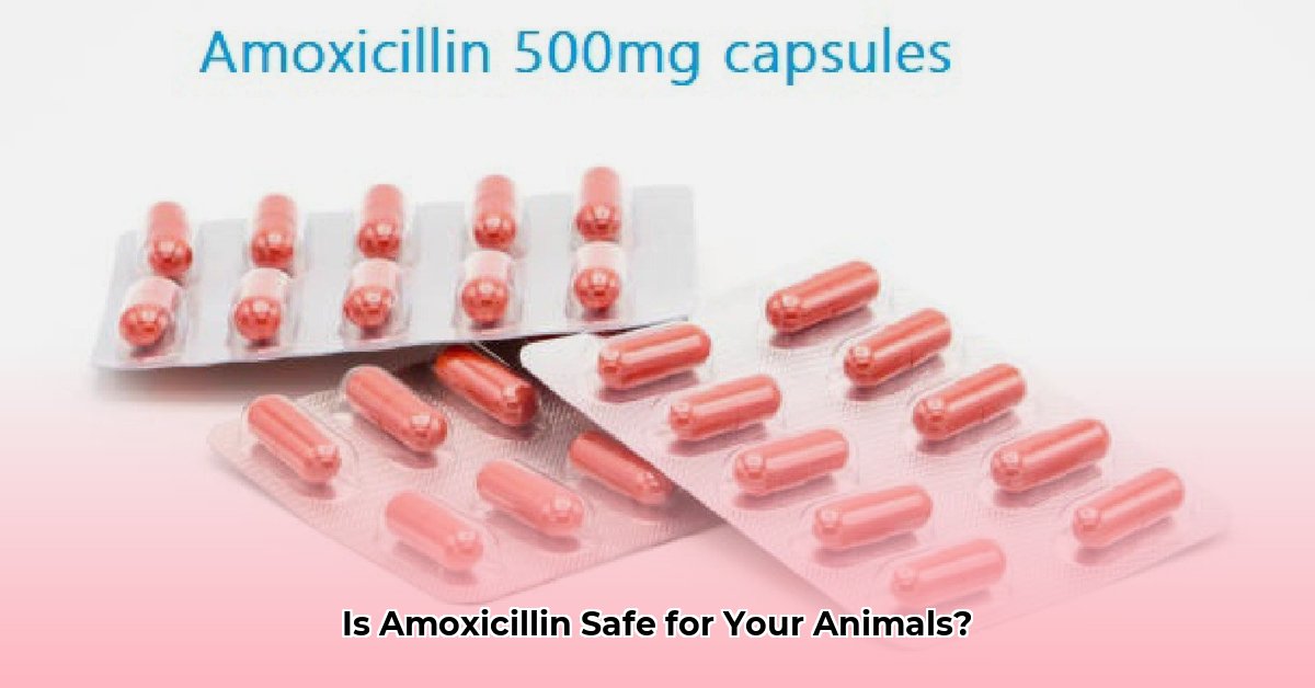 tractor-supply-amoxicillin